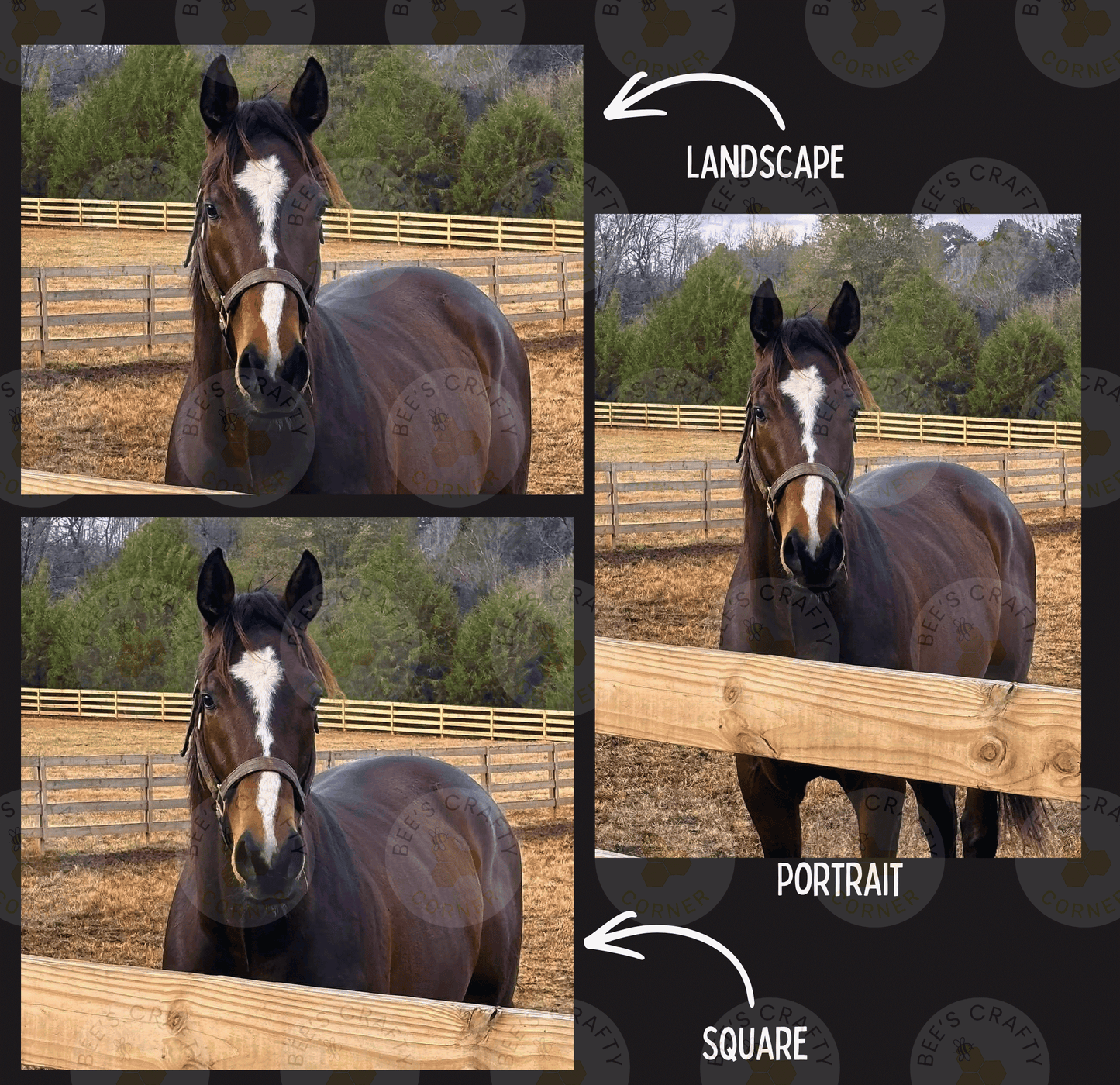 The image is a collage of three photos featuring a brown horse with a white blaze on its face, standing in a fenced area.