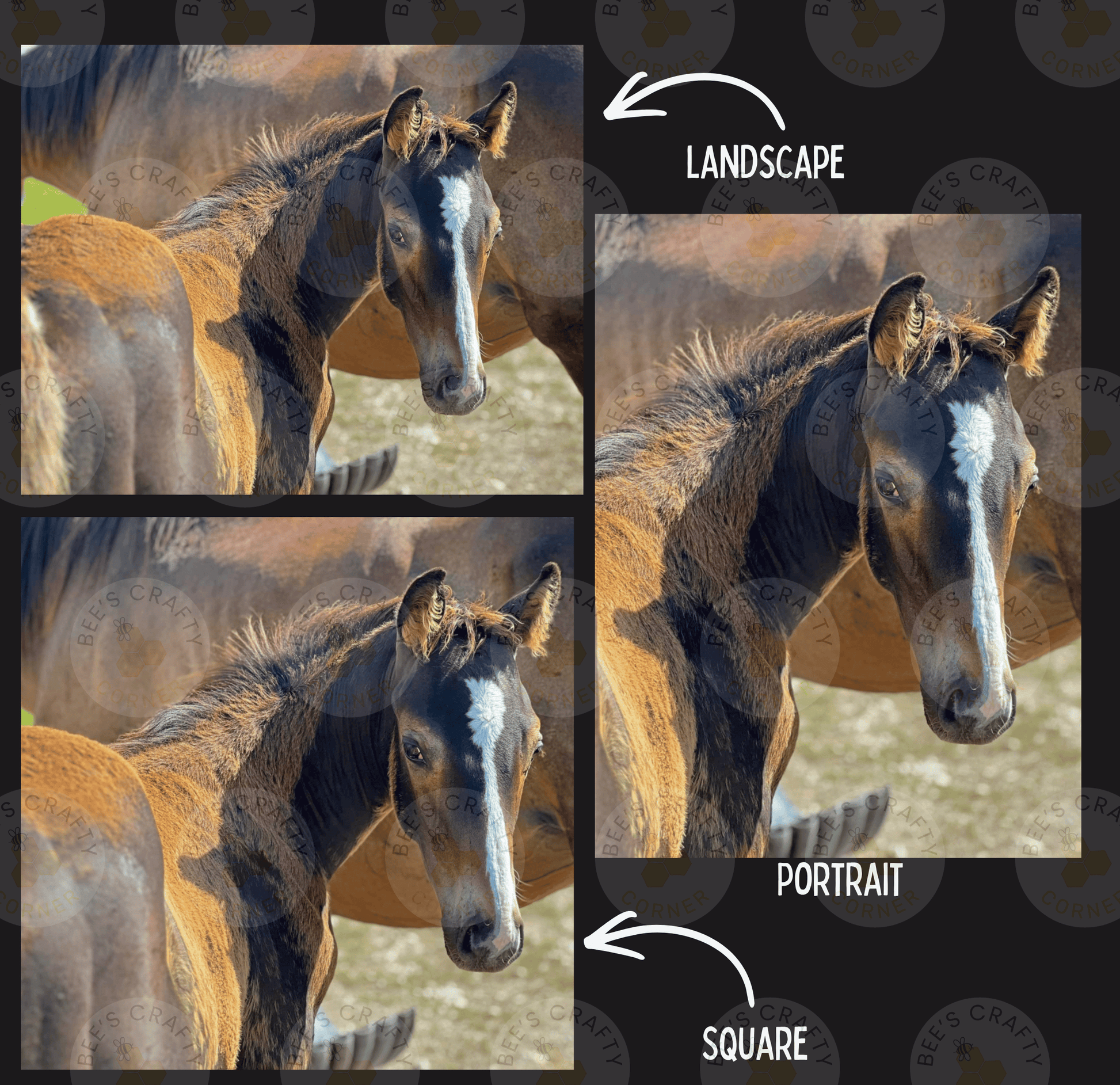 The image is a collage of three images, each depicting a horse. The first image shows a close-up of a horse's head, the second image is a landscape with the horse in the background, and the third image is a square portrait of the same horse.