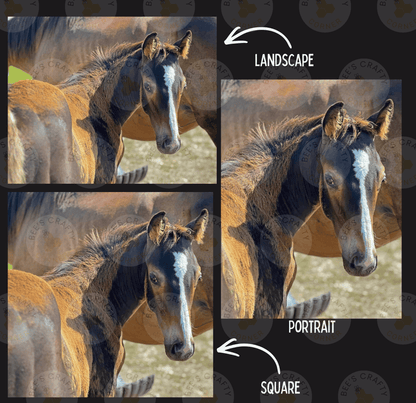The image is a collage of three images, each depicting a horse. The first image shows a close-up of a horse's head, the second image is a landscape with the horse in the background, and the third image is a square portrait of the same horse.