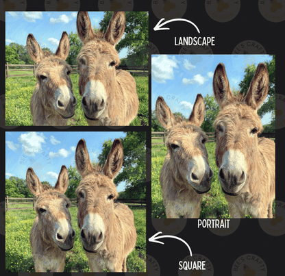The image is a collage of four photos featuring two donkeys in a field. The collage includes three square images of the donkeys and a landscape image. The donkeys are shown in different poses, and the landscape image is overlaid on the donkeys' portraits, indicating that the collage is a portrait of the donkeys.