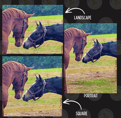 The image is a collage of three photos depicting horses in different poses and settings, including a landscape and two portraits.